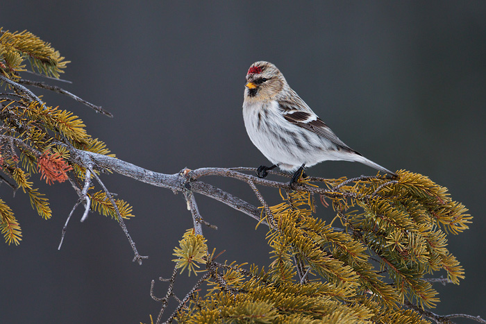 Hoary Redpoll