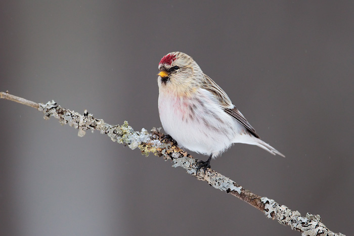 Hoary Redpoll