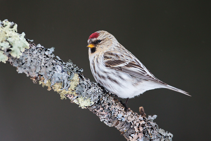 Hoary Redpoll