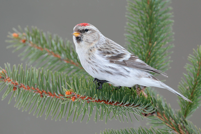 Hoary Redpoll (Exilipes Race)