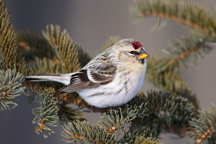 Hoary Redpoll