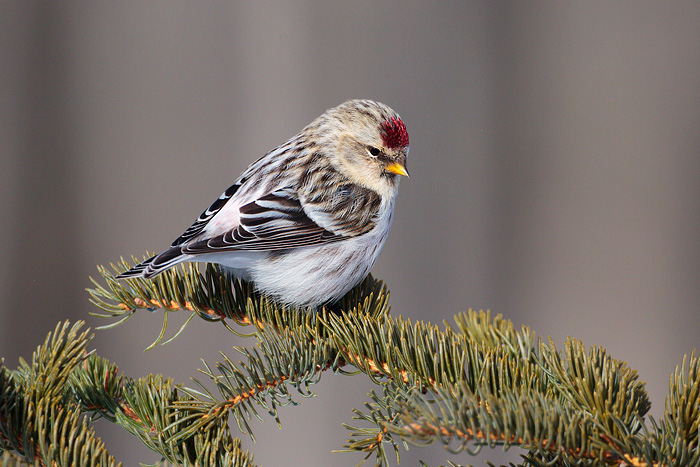 Hoary Redpoll