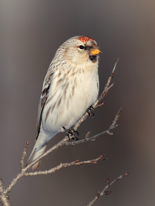 Hoary Redpoll (Hornemann's Race)