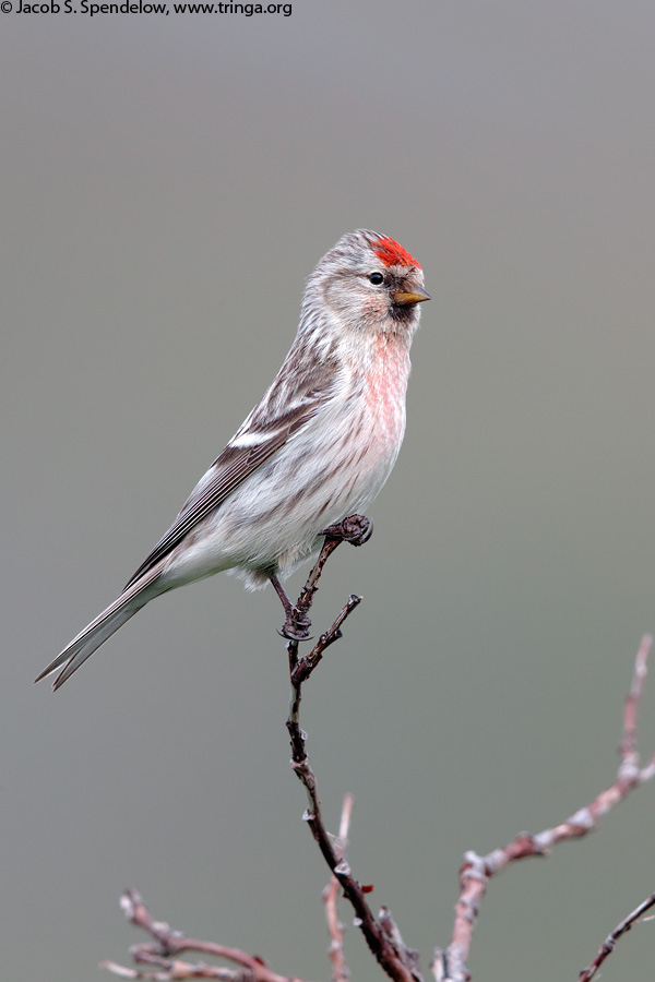 Hoary Redpoll