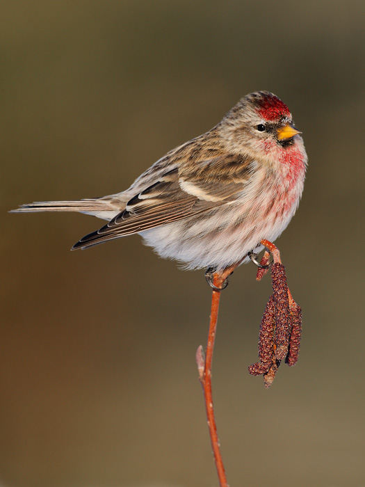 Common Redpoll