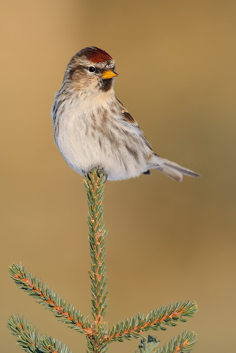 Common Redpoll