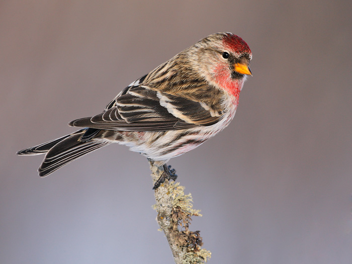 Common Redpoll