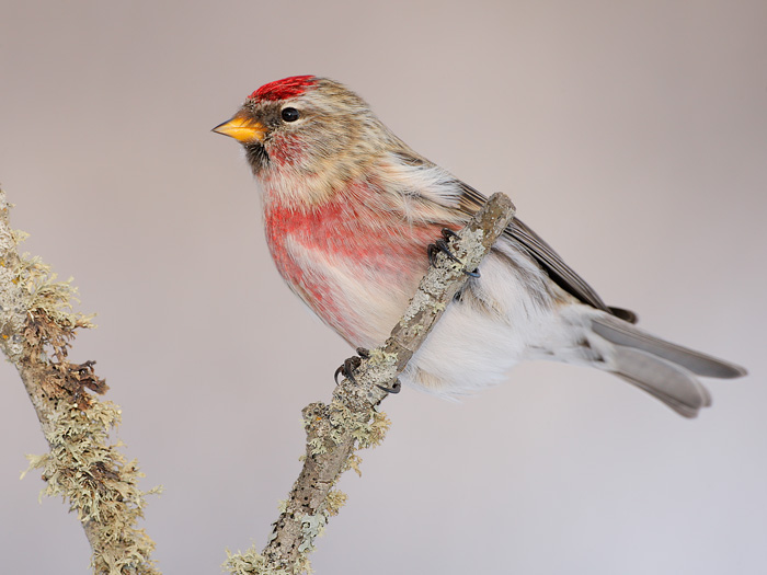 Common Redpoll