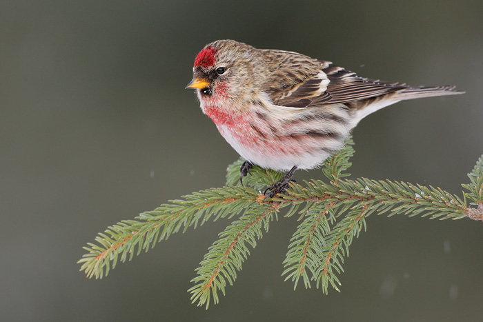 Common Redpoll