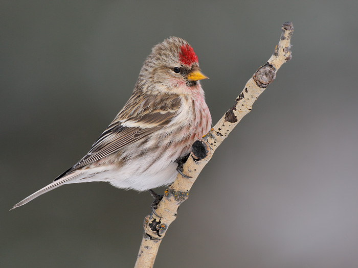 Common Redpoll