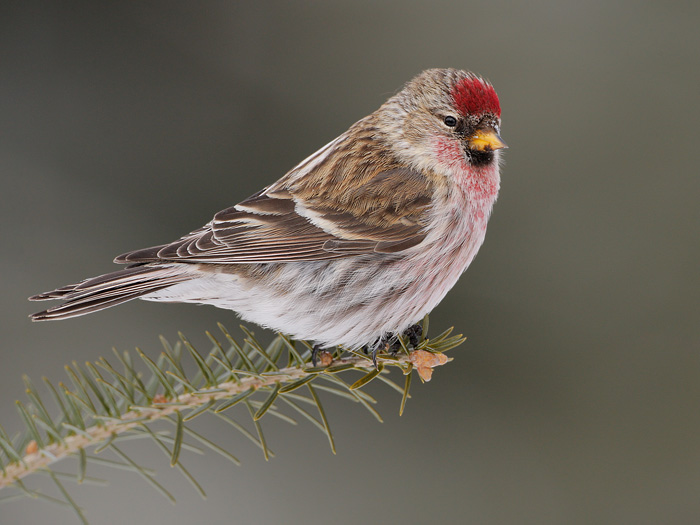 Common Redpoll