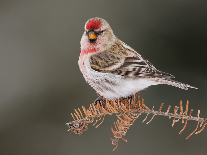 Common Redpoll