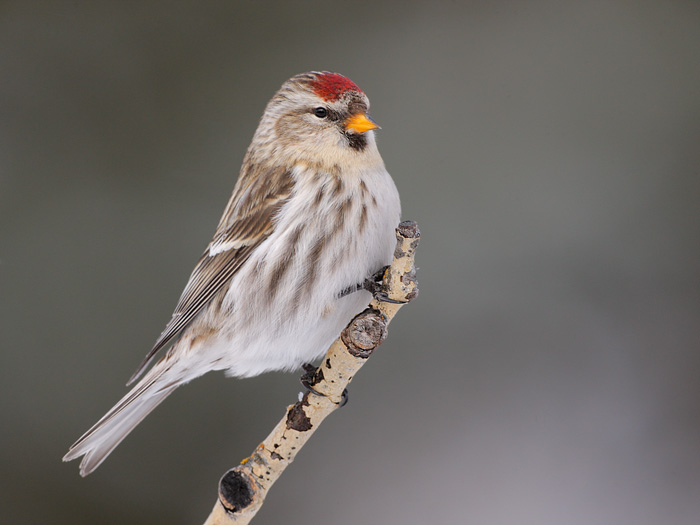 Common Redpoll