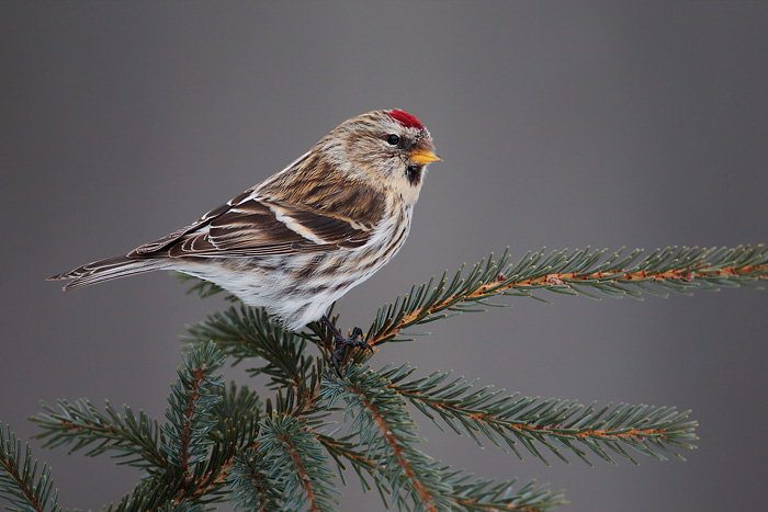 Common Redpoll