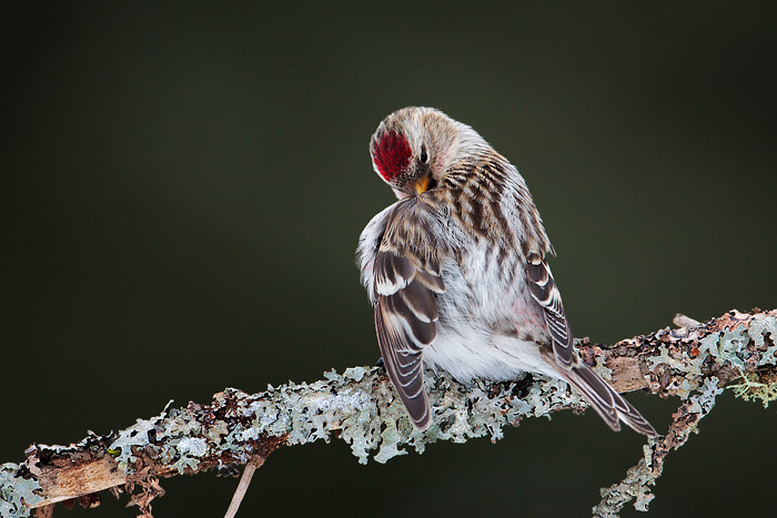 Common Redpoll