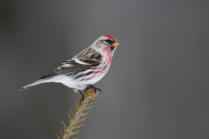 Common Redpoll