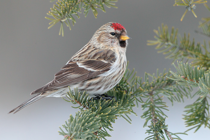 Common Redpoll