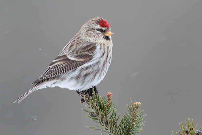 Common Redpoll