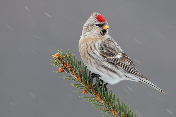 Common Redpoll