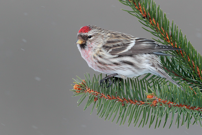 Common Redpoll