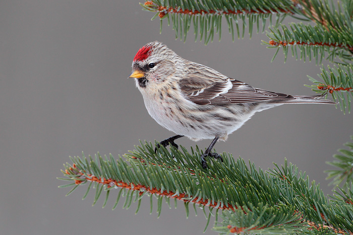 Common Redpoll