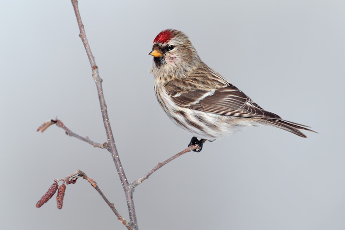 Common Redpoll