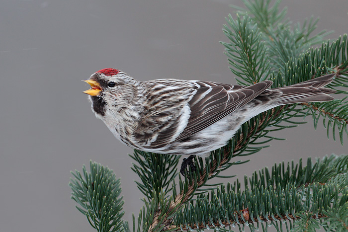 Common Redpoll