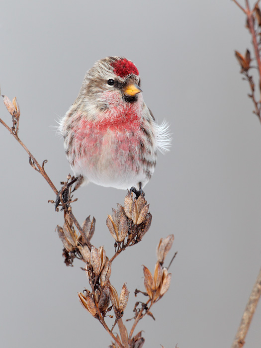 Common Redpoll