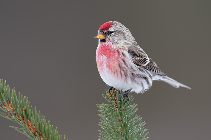 Common Redpoll