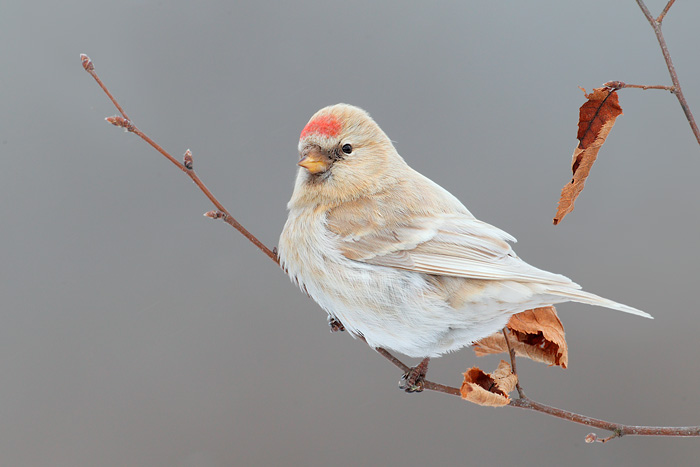 Common Redpoll