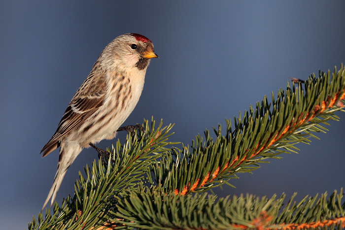 Common Redpoll