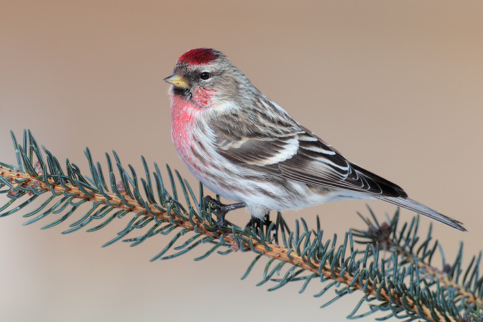 Common Redpoll