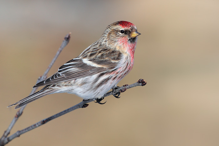 Common Redpoll