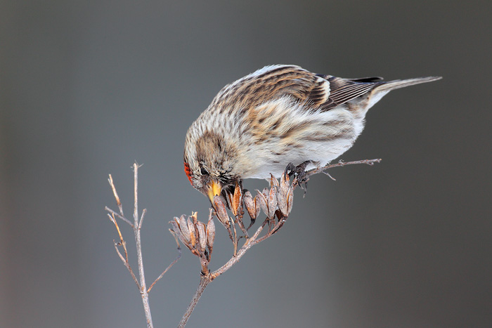 Common Redpoll