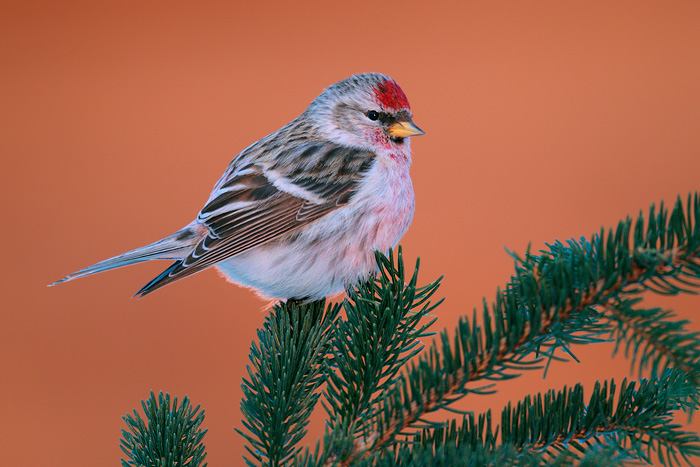 Common Redpoll