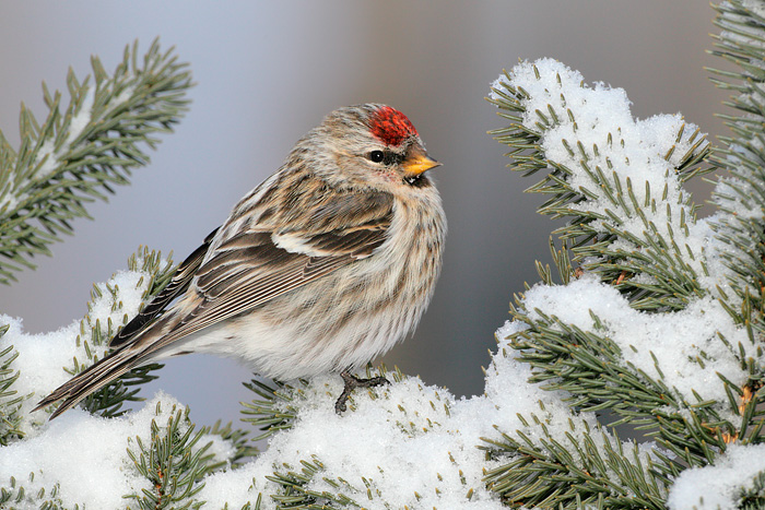 Common Redpoll