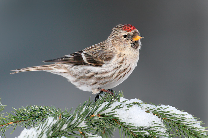 Common Redpoll