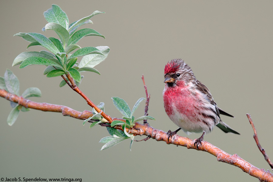 Common Redpoll