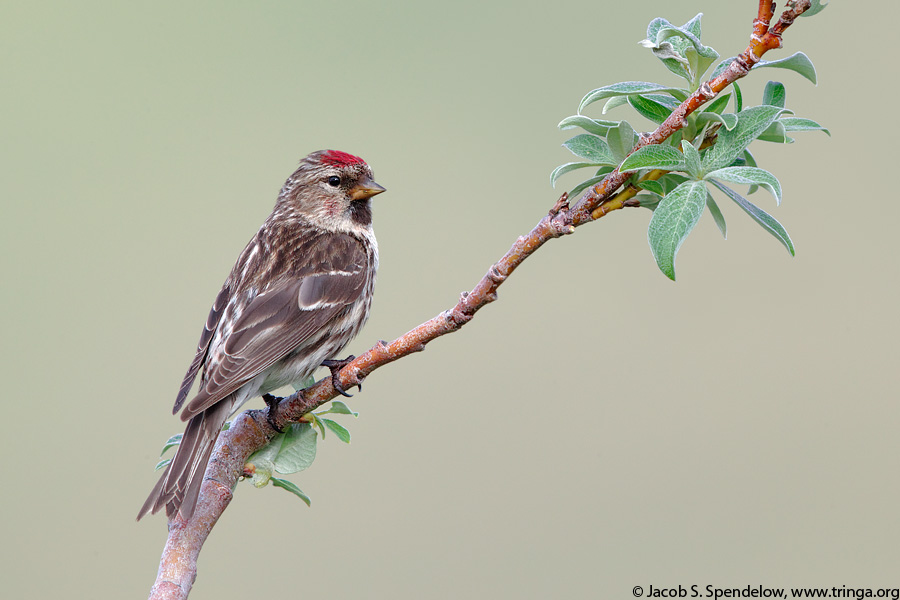 Common Redpoll