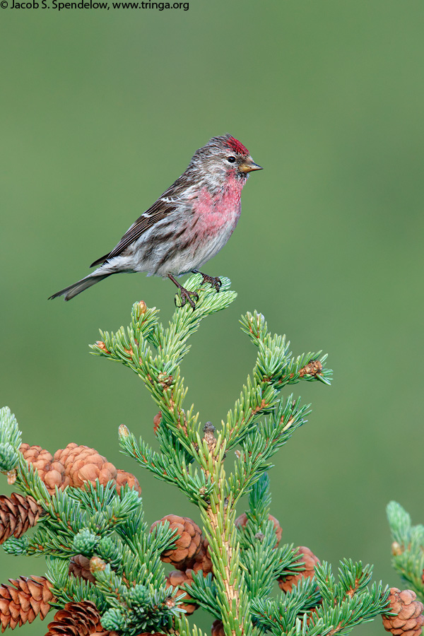 Common Redpoll