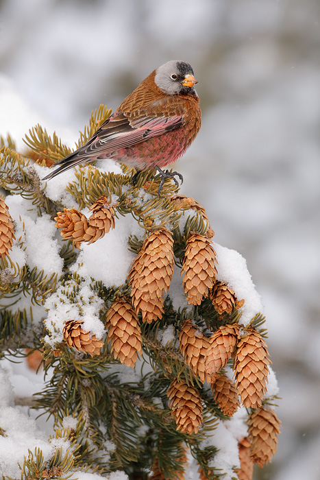 Gray-crowned Rosy-Finch (Coastal Race, Hepburn's Race)