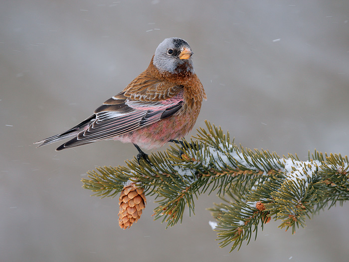 Gray-crowned Rosy-Finch (Coastal Race, Hepburn's Race)