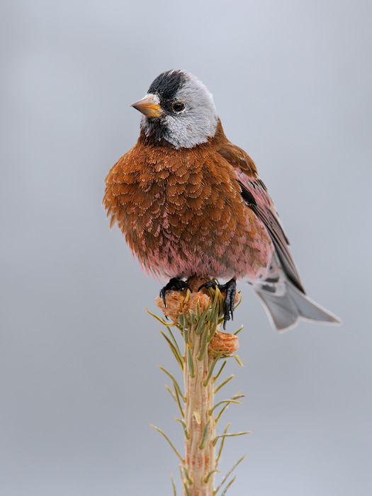 Gray-crowned Rosy-Finch (Coastal Race, Hepburn's Race)