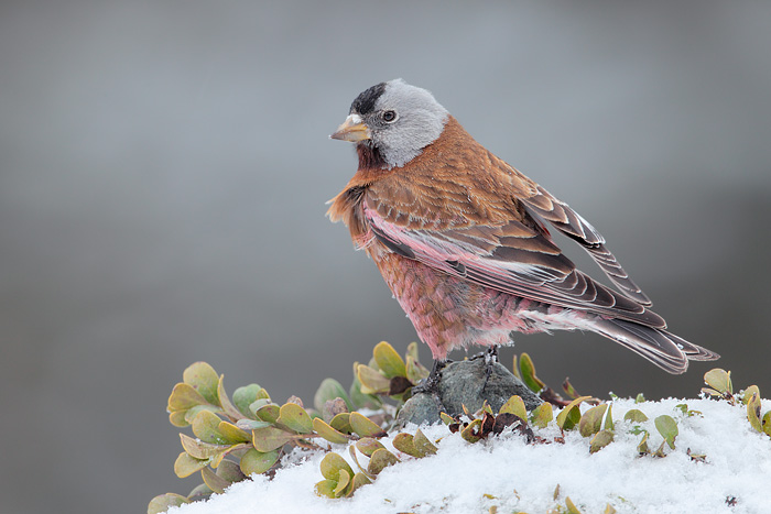 Gray-crowned Rosy-Finch (Coastal Race, Hepburn's Race)