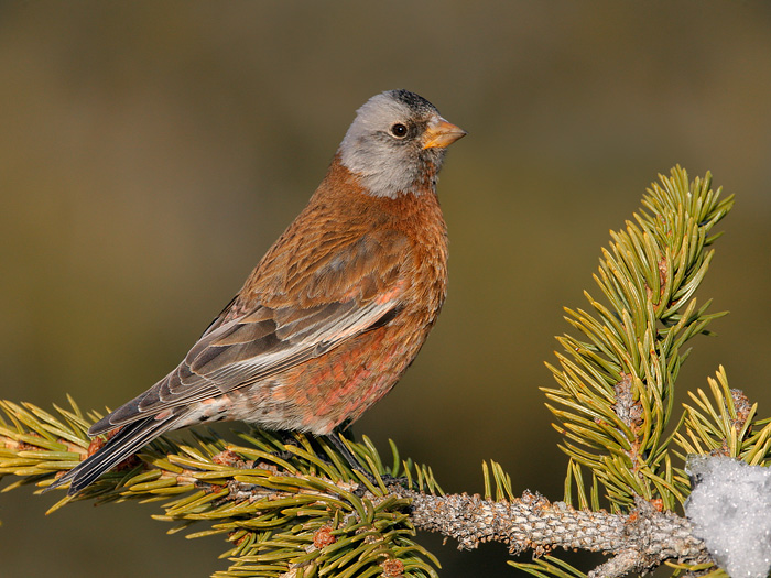 Gray-crowned Rosy-Finch (Coastal Race, Hepburn's Race)