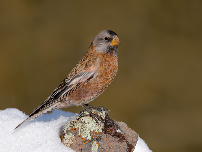 Gray-crowned Rosy-Finch (Coastal Race, Hepburn's Race)