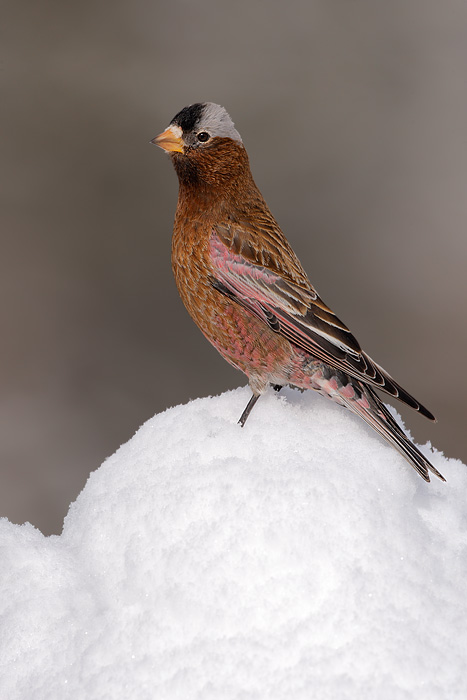 Gray-crowned Rosy-Finch (Interior Race)