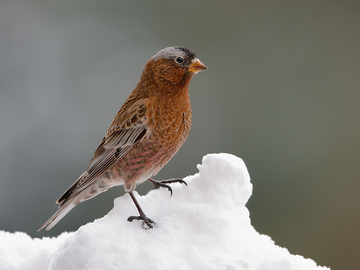 Gray-crowned Rosy-Finch (Interior Race)