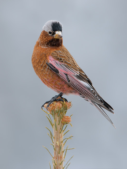 Gray-crowned Rosy-Finch (Interior Race)