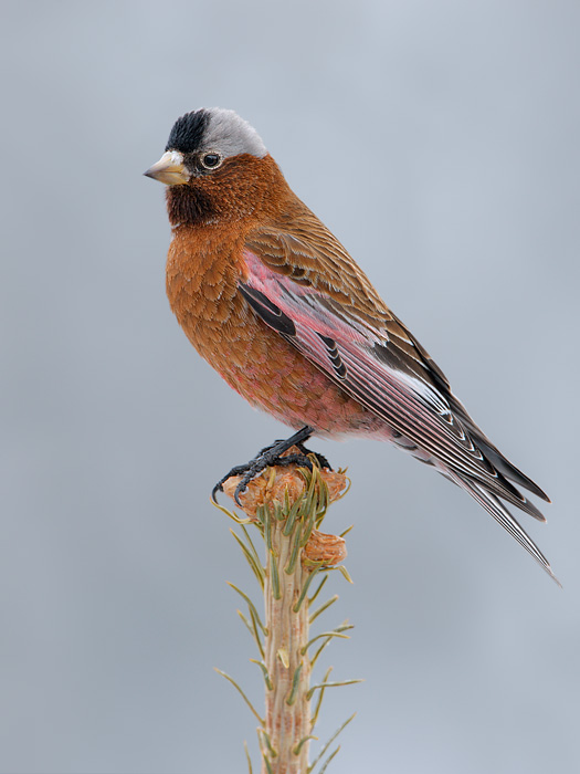 Gray-crowned Rosy-Finch (Interior Race)